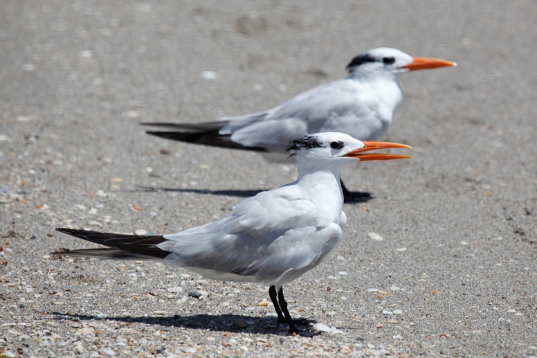 two terns